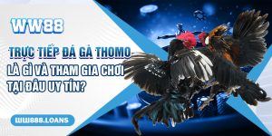 Trực Tiếp Đá Gà Thomo là gì và tham gia chơi tại đâu uy tín?